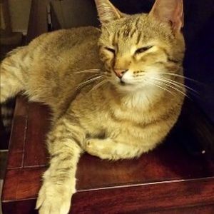 Meet your Posher, Maggie